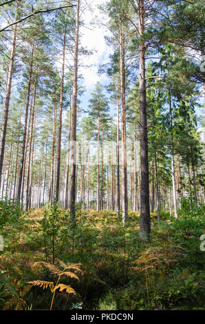 Helle und grüne Wälder mit hohen Kiefern Stockfoto