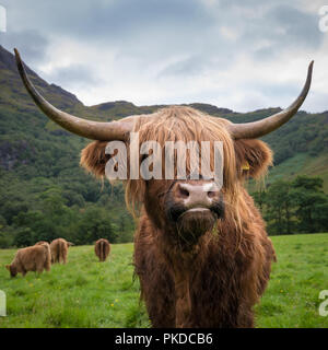 Schottische Hochlandrinder, Ben Nevis, Scottish Highlands, Schottland, UK Stockfoto