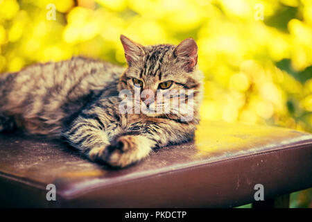 Portrait der Sibirischen Katze im Freien. Katze liegend im Garten im Herbst an einem sonnigen Tag Stockfoto