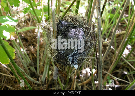 Ein Küken der Gemeinsamen Kuckuck (Cuculus canorus) im Nest von Marsh Warbler (Acrocephalus palustris). Rjasan Region (Ryazanskaya Oblast), der Pronsky Bezirk Stockfoto