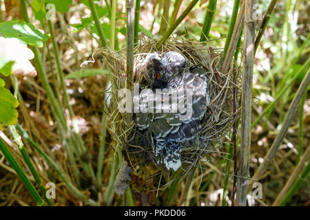 Ein Küken der Gemeinsamen Kuckuck (Cuculus canorus) im Nest von Marsh Warbler (Acrocephalus palustris). Rjasan Region (Ryazanskaya Oblast), der Pronsky Bezirk Stockfoto