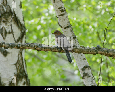 Gemeinsame Kuckuck (Cuculus canorus). Russland, das astrakhan Region (Ryazanskaya Oblast), der Pronsky Bezirk, Denisovo. Stockfoto