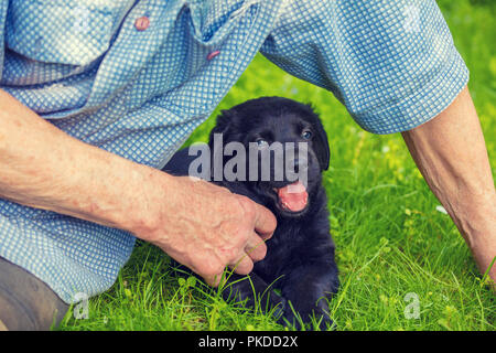 Alte Mann mit dem kleinen schwarzen Welpen der Labrador Retriever im Freien. Mann sitzt auf dem Gras und Streichelzoo der Welpe Stockfoto