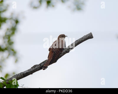 Gemeinsame Kuckuck (Cuculus canorus). Russland, das astrakhan Region (Ryazanskaya Oblast), der Pronsky Bezirk, Denisovo. Stockfoto