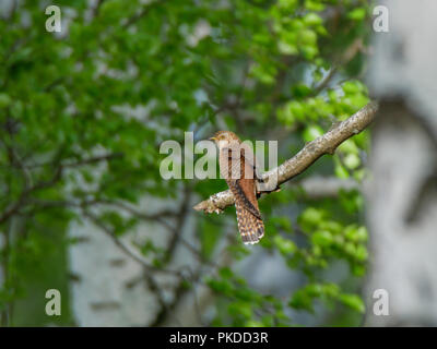 Gemeinsame Kuckuck (Cuculus canorus). Russland, das astrakhan Region (Ryazanskaya Oblast), der Pronsky Bezirk, Denisovo. Stockfoto