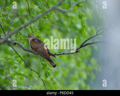 Gemeinsame Kuckuck (Cuculus canorus). Russland, das astrakhan Region (Ryazanskaya Oblast), der Pronsky Bezirk, Denisovo. Stockfoto