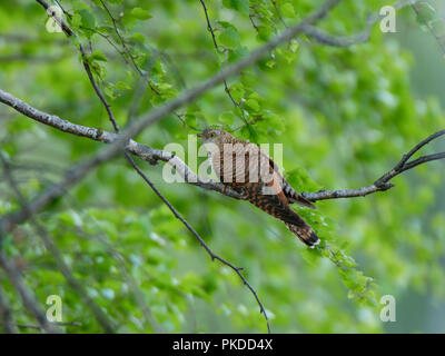 Gemeinsame Kuckuck (Cuculus canorus). Russland, das astrakhan Region (Ryazanskaya Oblast), der Pronsky Bezirk, Denisovo. Stockfoto