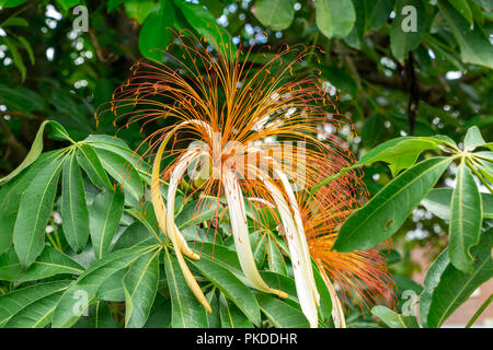 Money Tree Pflanze (pachira Aquatica) Blüte closeup - Davie, Florida, USA Stockfoto