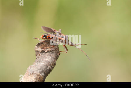 Eine hübsche Western Nadelbaum Same Bug (Leptoglossus occidentalis) Coreidae Anzeige auf einen Zweig. Stockfoto
