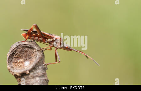 Eine hübsche Western Nadelbaum Same Bug (Leptoglossus occidentalis) Coreidae Anzeige auf einen Zweig. Stockfoto