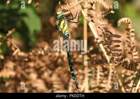 Eine schöne südliche Hawker Dragonfly (Aeshna cyanea) auf Bracken in einem Waldgebiet Clearing. Stockfoto