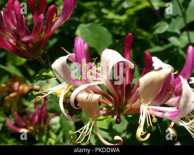 Extreme Nahaufnahme von geißblatt Blume in voller Blüte vor einem grünen Hintergrund. Stockfoto