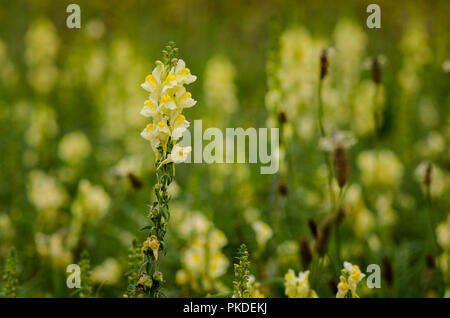 Linaria vulgaris, gemeinsame Toadflax, gelb Toadflax oder Butter und Eiern, blühende, Limburg, Niederlande. Stockfoto