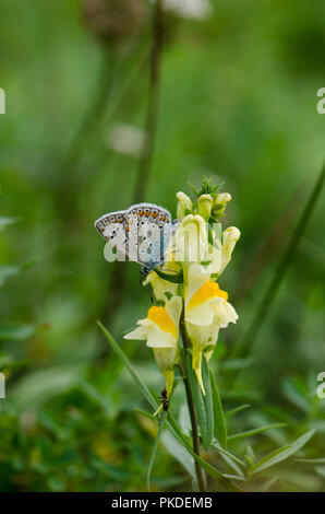Gemeinsame blauer Schmetterling (Polyommatus icarus) auf Gelb toadflax. Stockfoto