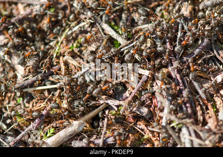 Ameisen in Red Ants Nest. Niederlande. Stockfoto