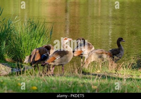 Familie der Nilgans (Alopochen Aegyptiaca), mit einigen Jugendlichen, eingeführte Vogelarten, in der Nähe der Fischteich, Limburg, Niederlande. Stockfoto