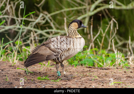 Nene Vogel (Branta sandvicensis), AKA nēnē und Hawaiian Goose, ist endemisch auf den Hawaiianischen Inseln und ist der offizielle Vogel des Bundesstaates Hawaii. Stockfoto