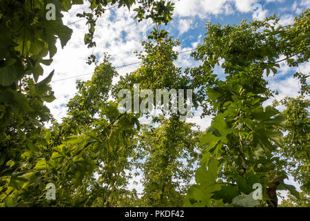 Hopfengarten. Hopfen denergieanlagen bereit geerntet zu werden. Limburg, Niederlande. Stockfoto