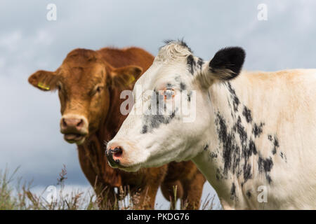 In der Nähe einer weissen Kuh Seite und braune Kuh hinter Stockfoto