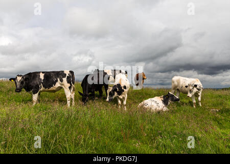 Sieben Kühe auf einer Wiese an einem bewölkten Tag, Dromara, N. Irland. Stockfoto