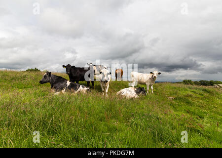 Sieben Kühe auf einer Wiese an einem bewölkten Tag, Dromara, N. Irland. Stockfoto