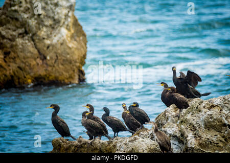 Europäische SHAG ODER GEMEINSAMEN SHAG, Phalacrocorax aristotelis im Schwarzen Meer, Bulgarien Stockfoto