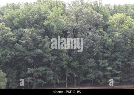 Nahaufnahme eines Waldes Stockfoto