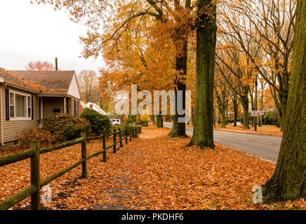 Der VFW Parkway ist einfach erstaunlich, im Herbst oder im Herbst Saison. Der Parkway ist mit schönen gelb gesäumt von Bäumen, so weit das Auge sehen kann. Stockfoto