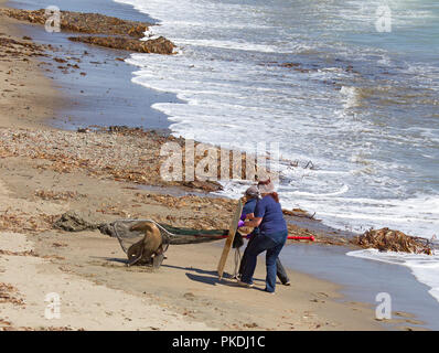 Zwei Frauen, die Rettung eines Kranken Sea Lion Stockfoto