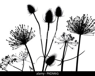 Karde, Hedge Petersilie und Allium seedhead Silhouetten Stockfoto