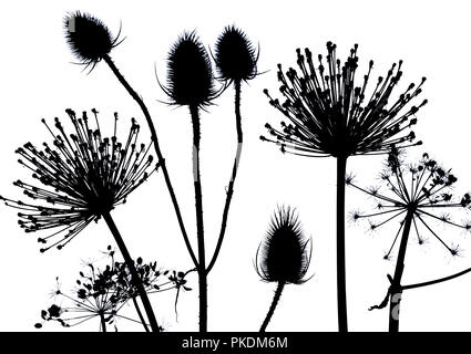 Karde, Hedge Petersilie und Allium seedhead Silhouetten Stockfoto