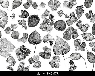 Chinesische Laternen Physalis alkekengi, hortensienblüten, pappel Blätter und Ehrlichkeit samenkapseln Skelette Stockfoto