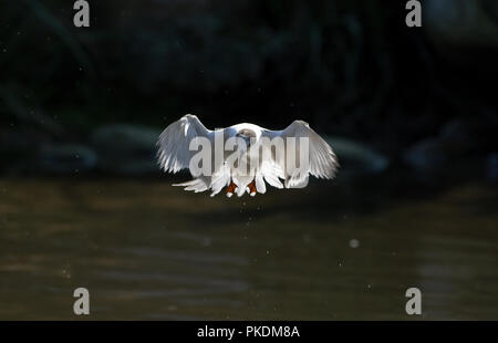 Flussseeschwalbe (Sterna hirundo) Fliegende Sterne Pierregarin, Hirondelle de Mer Stockfoto