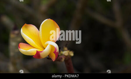 Frühe, single Frangipani oder Plumeria rubra, ein gebürtiger Blume tropischen und subtropischen Gebieten zu warm, ein stark duftenden, exotischen Strauch Stockfoto