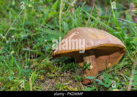 Wilde braun Pilz auf dem Waldboden Stockfoto