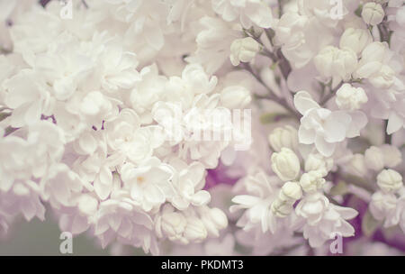 Blühende weiß lila Blüten Nahaufnahme. Zusammenfassung Hintergrund. Natur Hintergrund in weiches Licht. Nahaufnahme des Schönen und zarten Feder weiß Lila flowe Stockfoto