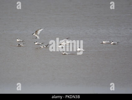 Herde Brandseeschwalbe, Sterna sandvicensis, Erwachsene, Baden, Morecambe Bay, Lancashire, Großbritannien Stockfoto