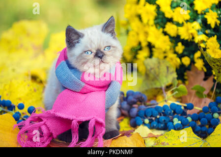 Herbst Porträt des kleines Kätzchen tragen rosa grau stricken Schal. Katze sitzt im Freien auf gefallene gelbe Blätter im Herbst Garten Stockfoto
