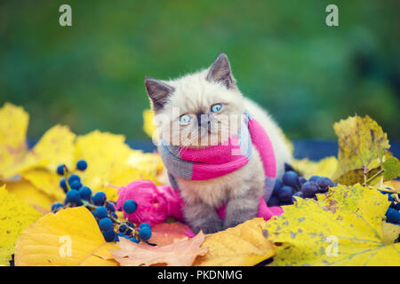 Herbst Porträt des kleines Kätzchen tragen rosa grau stricken Schal. Katze sitzt im Freien auf gefallene gelbe Blätter im Herbst Garten Stockfoto