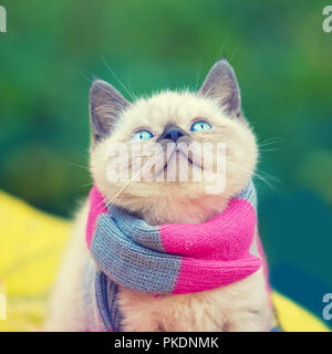 Herbst Porträt des kleines Kätzchen tragen rosa grau stricken Schal. Katze sitzt im Freien auf gefallene gelbe Blätter im Herbst Garten Stockfoto