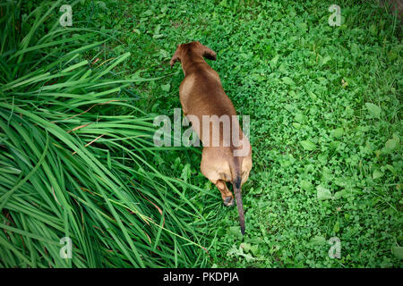 Hund auf grünem Gras Stockfoto