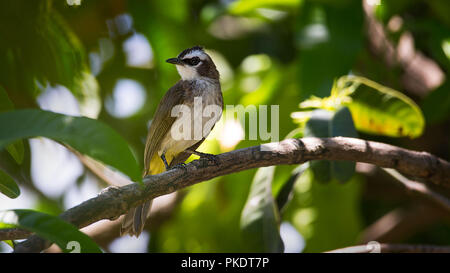 Gelb-vented Bulbul Vogel sitzen auf Barsch in einem Baum an einem sonnigen Tag in stolzer Pose Stockfoto