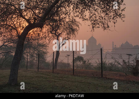 Taj Mahal die Wunder der Welt und der Stolz von Indien am frühen Morgen im Winter warmes Licht und Dunst und von Bäumen im Vordergrund Agra Indien gerahmt Stockfoto