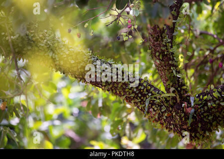 Java Pflaume, Duhat Lomboy, Baum, syzygium cumini, tropische Pflanzen, exotische Pflanze mit duhat Früchte Stockfoto