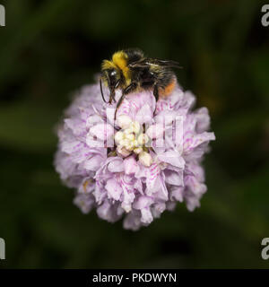 Frühe Bumble Bee, Bombus pratorum, die auf gemeinsamen Orchid beschmutzt Stockfoto