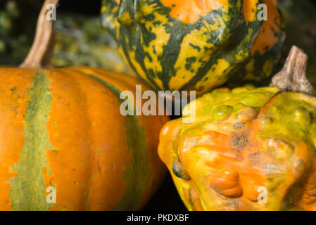 Künstlerische Komposition mit Kürbisse für Halloween auf schwarzem Hintergrund Stockfoto