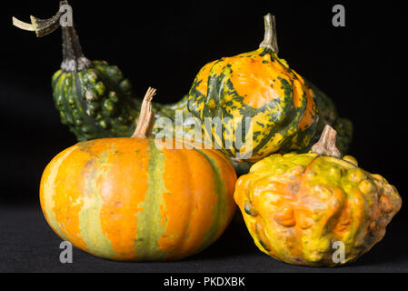 Künstlerische Komposition mit Kürbisse für Halloween auf schwarzem Hintergrund Stockfoto