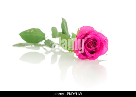 Schöne rosa Rose auf weißem Schreibtisch mit Reflexion. Der leere Raum bereit für ihren Text. Stockfoto