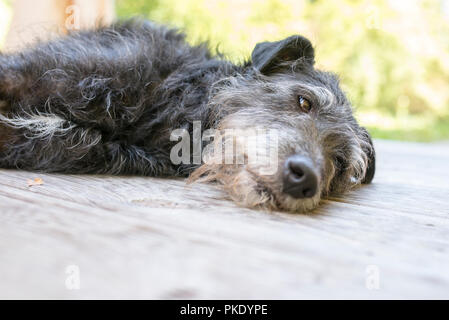 Süße schwarze Hund ruht auf hölzernen Veranda. Geringe Tiefenschärfe. Stockfoto