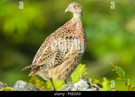 Fasan, jung, weiblich, Henne, ring-necked oder gemeinsamen Fasan auf trockenmauern Wand thront. Wissenschaftlicher Name: Phasianus colchicus. Landschaft Stockfoto